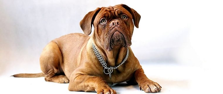 chien mastiff